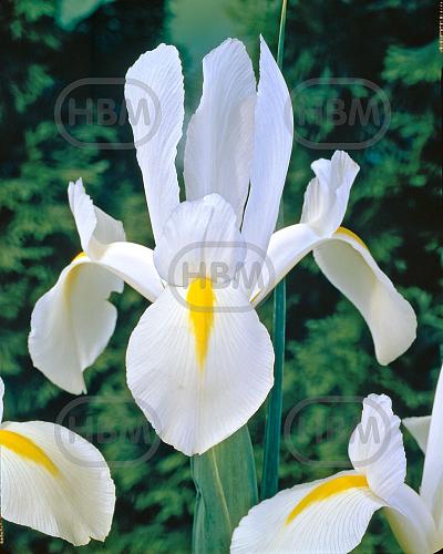 Hollandica White Excelsior
