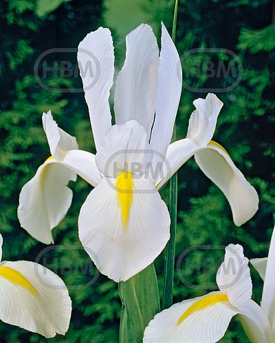 Hollandica White