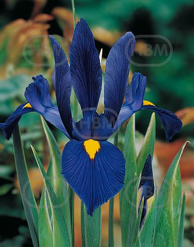 Hollandica Blue