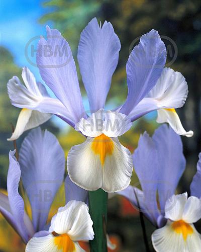 Hollandica Silvery Beauty