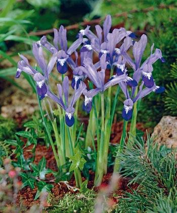 Reticulata Clairette