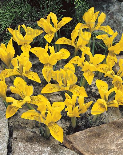 Reticulata Danfordiae