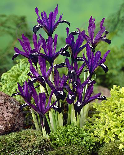 Reticulata Purple Gem