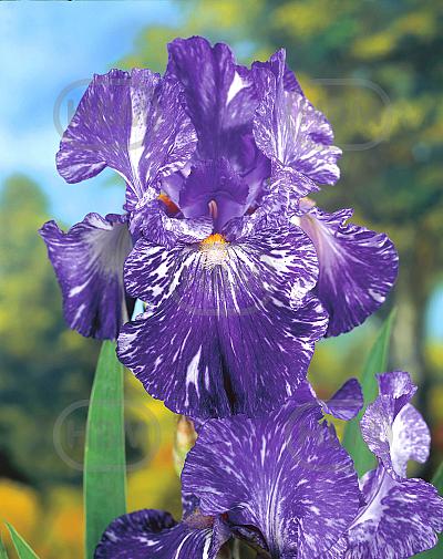 Germanica Purple Striped White
