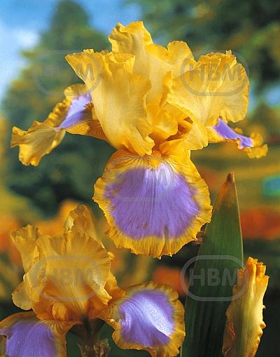 Germanica Yellow/Lila