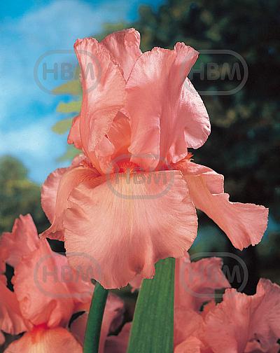 Germanica Pink Tafette