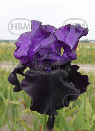 Germanica Black Dragon