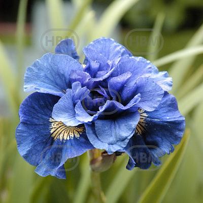 Sibirica Concord Crush