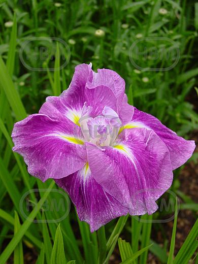 Ensata Rose Prelude