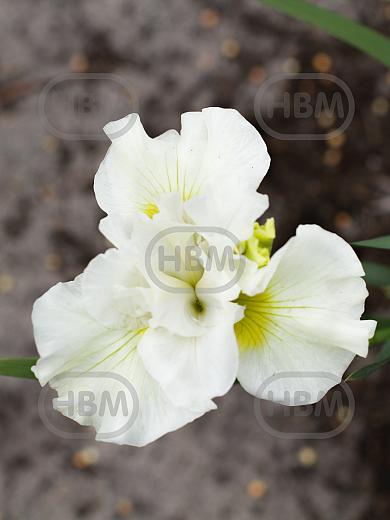 Sibirica Double Play