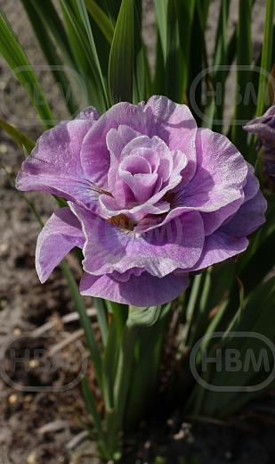 Sibirica Pink Parfait