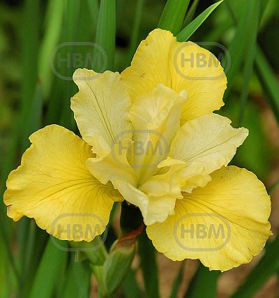 Sibirica Summer Revels
