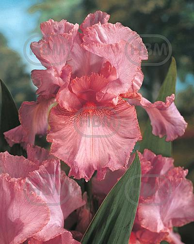 Germanica Pink