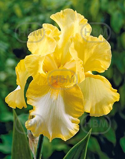 Germanica Yellow/White