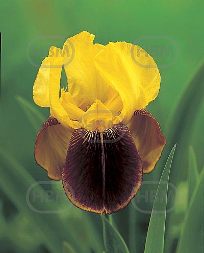 Germanica Yellow/Brown