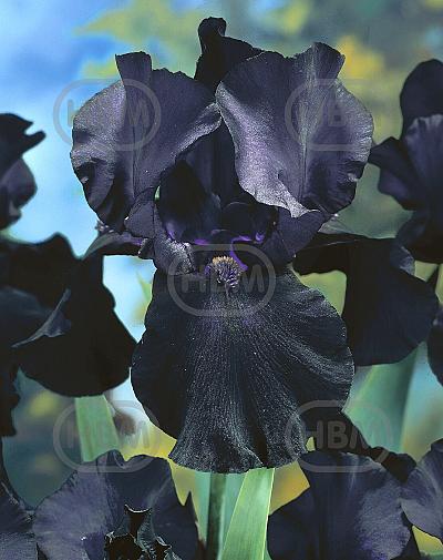 Germanica Black
