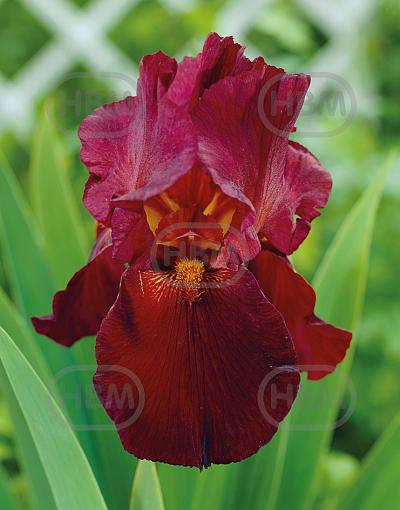 Germanica Red
