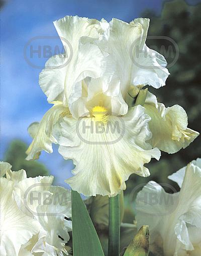 Germanica White