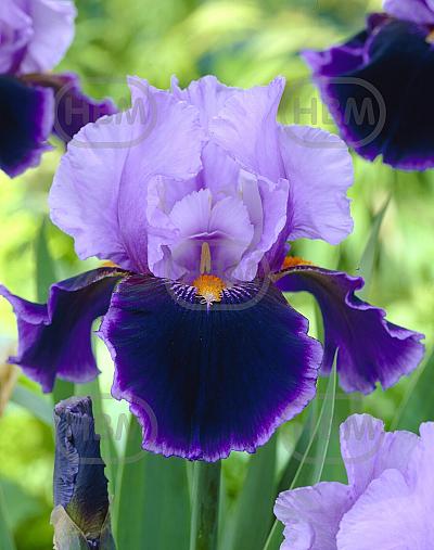 Germanica Purple
