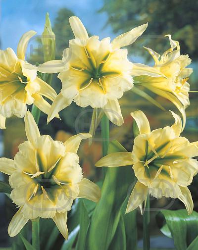 Sulphur Queen