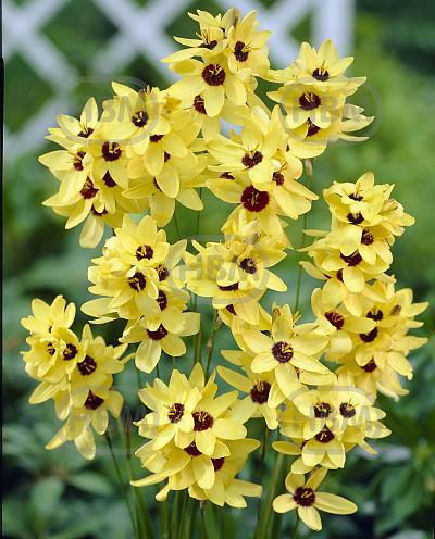 Yellow Emperor