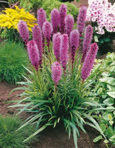 Spicata Spicata