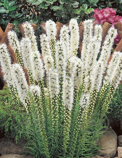 Spicata Spicata Alba