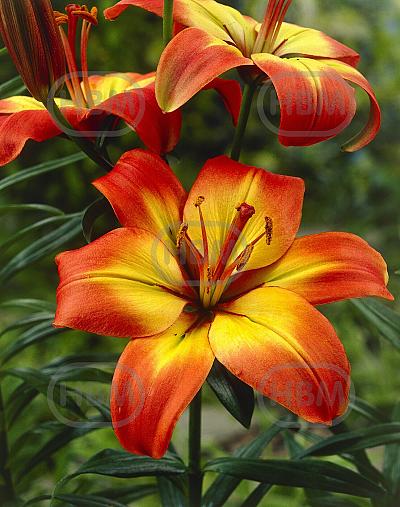 Asiatic Linda