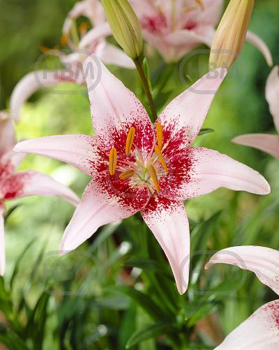 Asiatic Pink Pixels