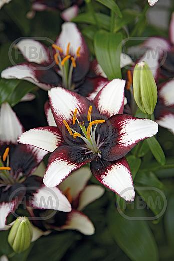 Asiatic Purple Heart