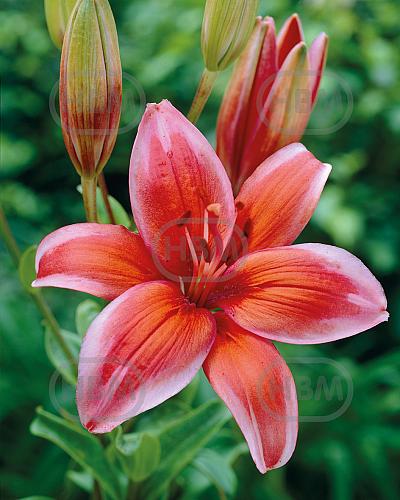 Asiatic Red Electric