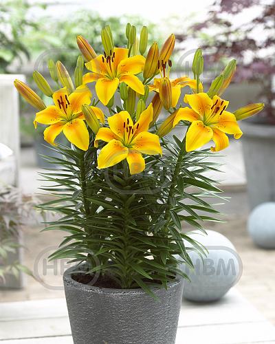 Asiatic Golden Joy