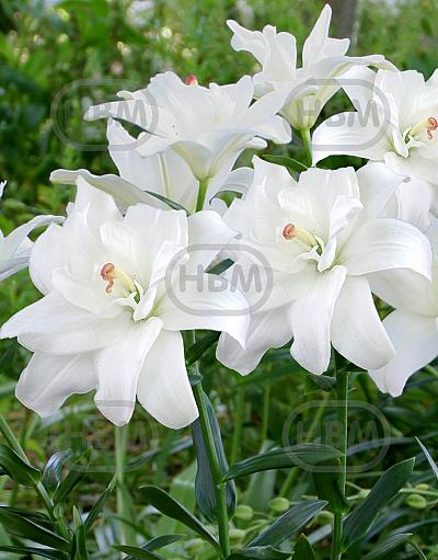 Asiatic Annemaries Dream