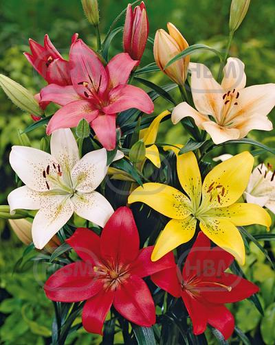 Asiatic Mix