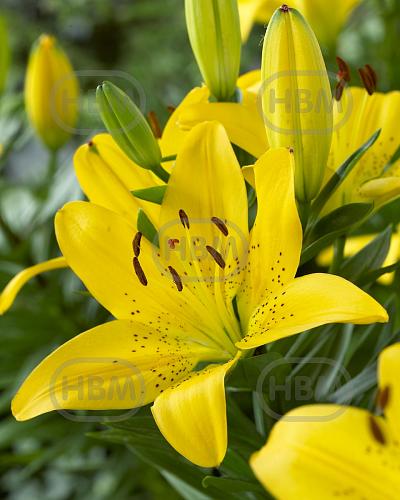 Asiatic Golden Matrix