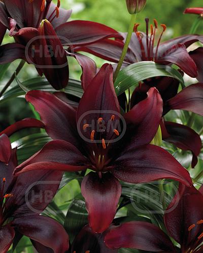 Asiatic Mapira