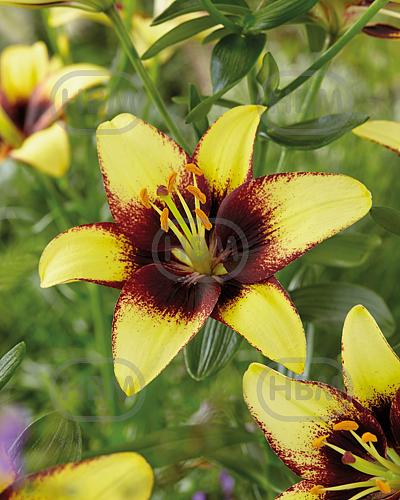 Asiatic Bumblebee