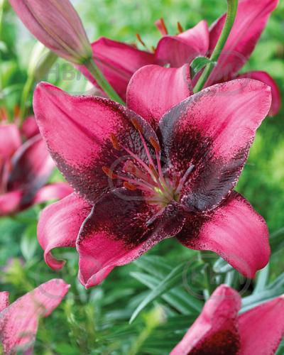 Asiatic Purple Eye