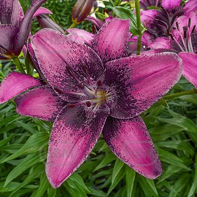 Asiatic Purple Dream®