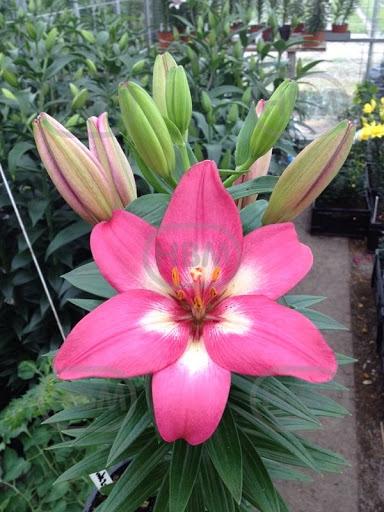 Asiatic Rozalynn®