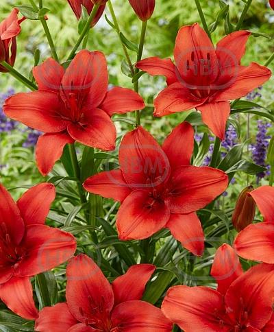 Asiatic Red Highland®