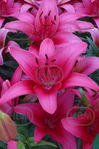 Asiatic Pink County