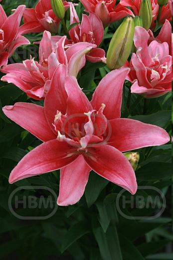 Asiatic Doublelady