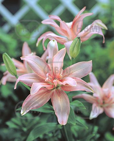 Asiatic Aphrodite