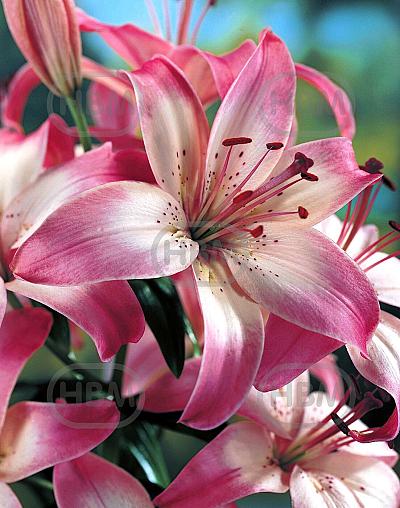 Asiatic Marlene