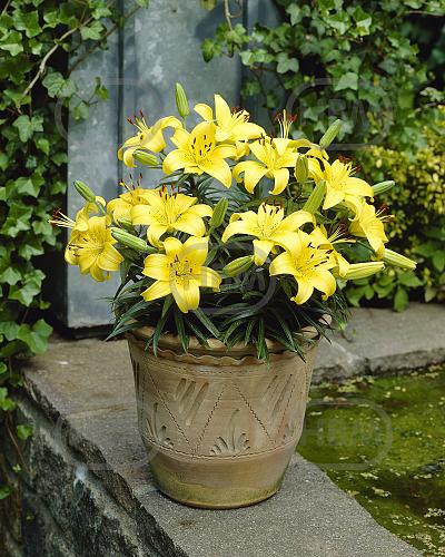 Asiatic Lemon Pixie