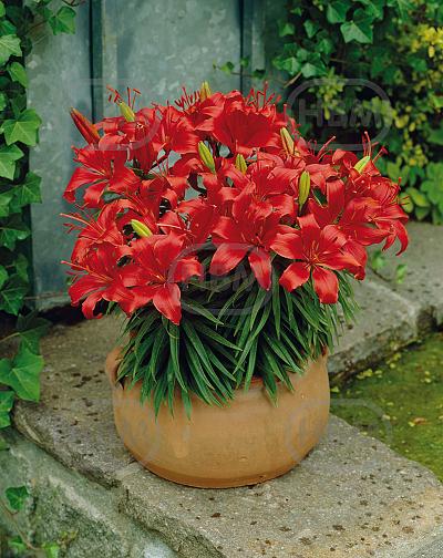 Asiatic Red Carpet