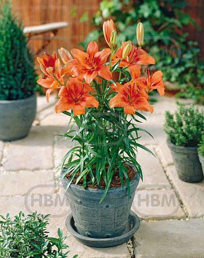 Asiatic Orange Pixie