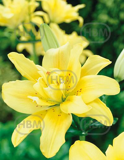 Asiatic Fata Morgana®