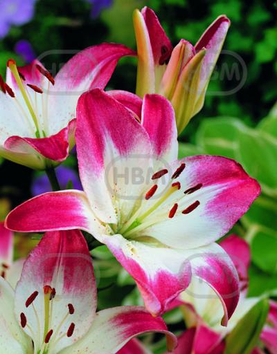 Asiatic Lollypop